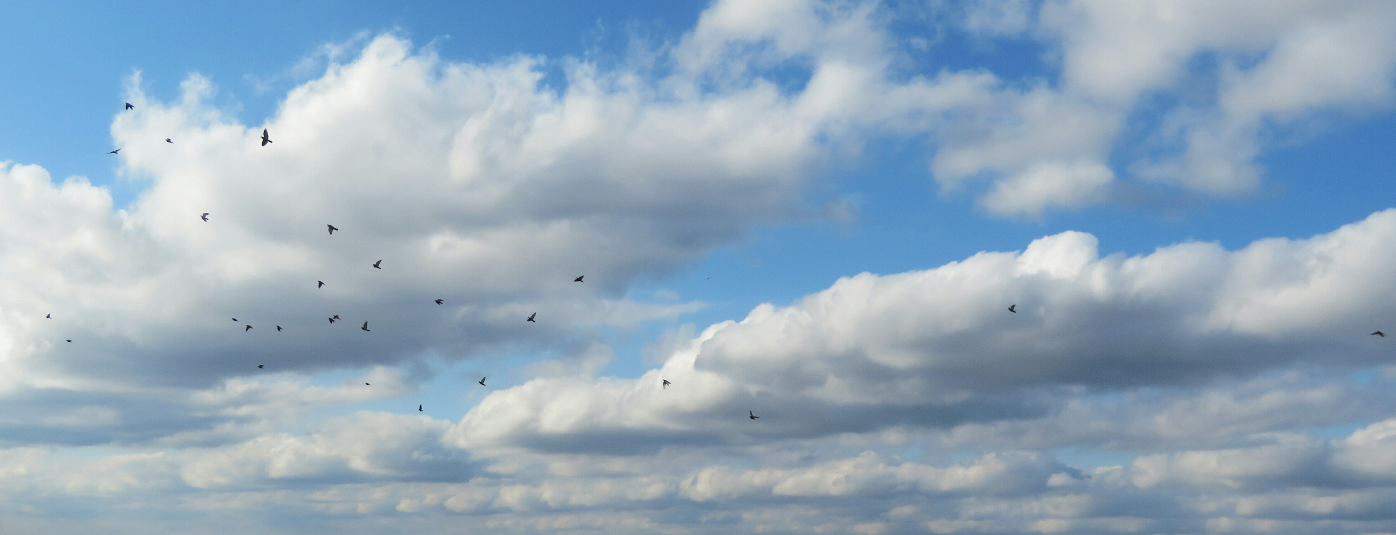 sky with clouds and birds flying