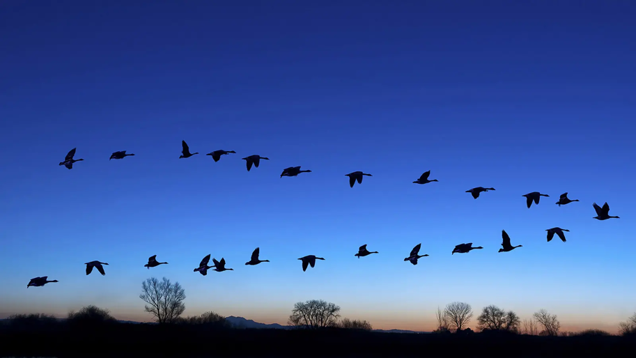 hellmann birds.png